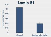 Lamin B1-2